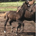 india's colt